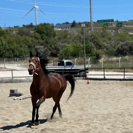 Ride And * Cesme
